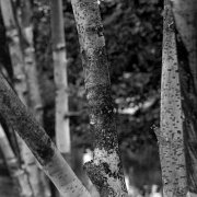 Black and white_0016.jpg